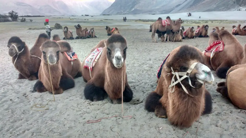 Famous Tourist Places in Leh Ladakh